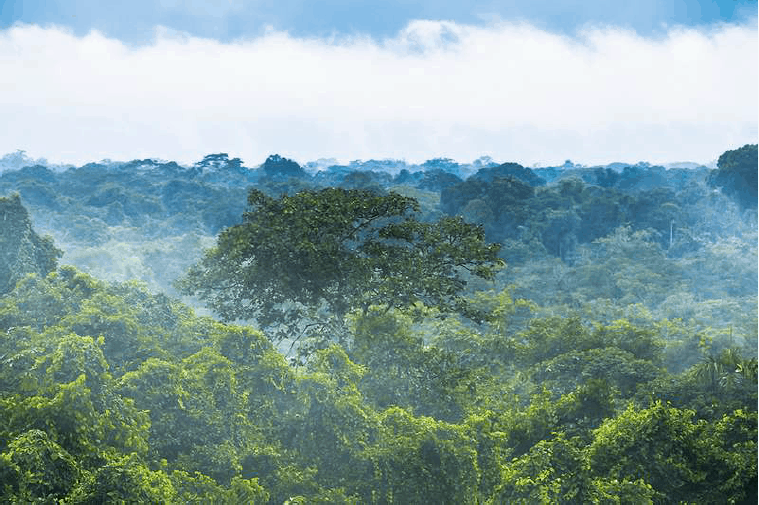 يمكن إعادة الغابة المطيرة كاملة في أقل من 100 عام