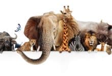 الحيوانات المهددة - صورة تحتوي على أنواع مختلفة من الحيوانات