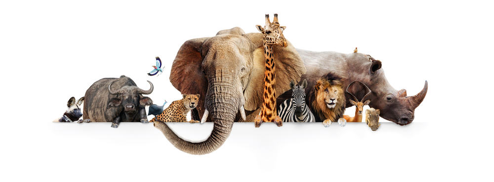 الحيوانات المهددة - صورة تحتوي على أنواع مختلفة من الحيوانات