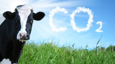 الغلاف الحيوي - صورة لبقرة في الحقل و كلمة CO2 مكتوبة بالسماء