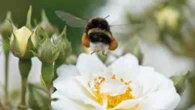 افراط تنفس النحل